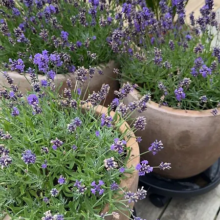 וילה Beautiful Gem In A Quiet Setting